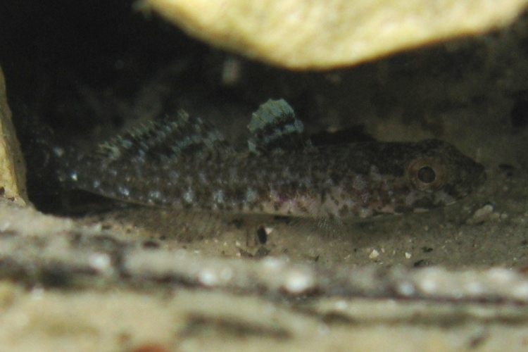 juvenile Gobius cruentatus